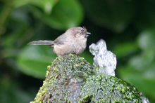 Bushtit